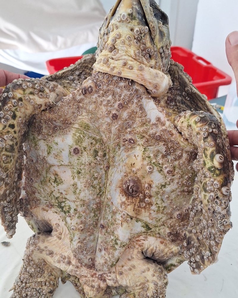 tartaruga ammalata