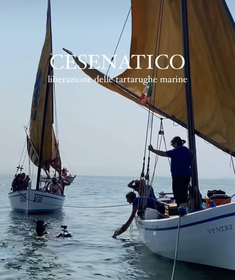 liberazione tartarughe
