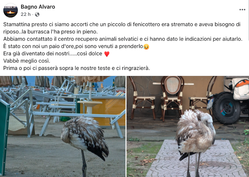 fenicottero