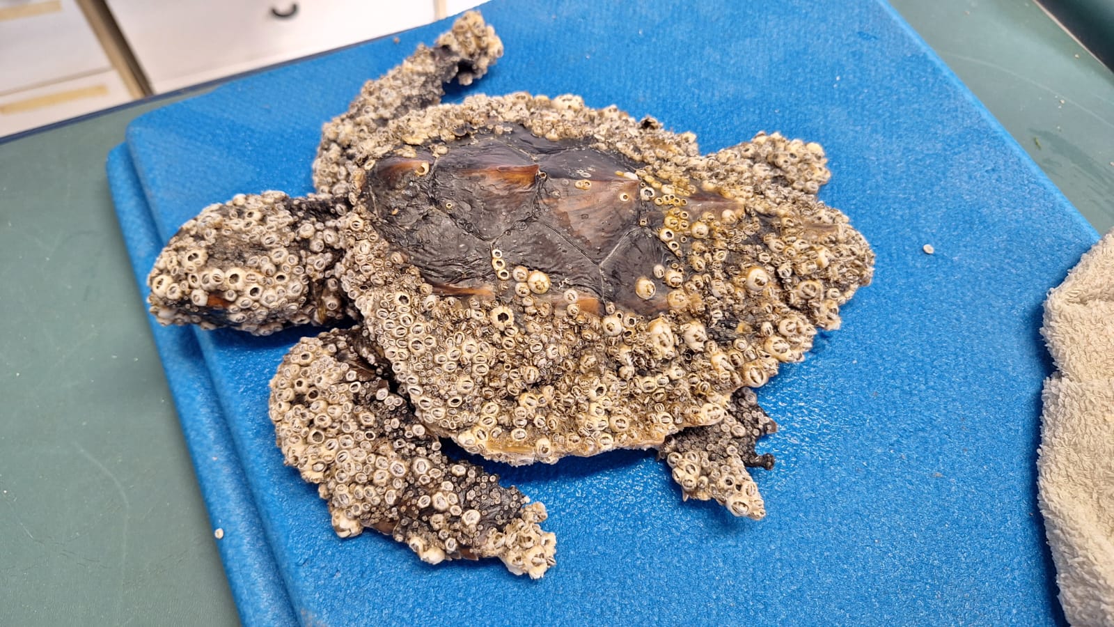 Salvata tartaruga di due anni in fin di vita
