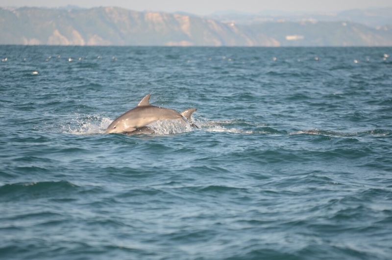 delfini