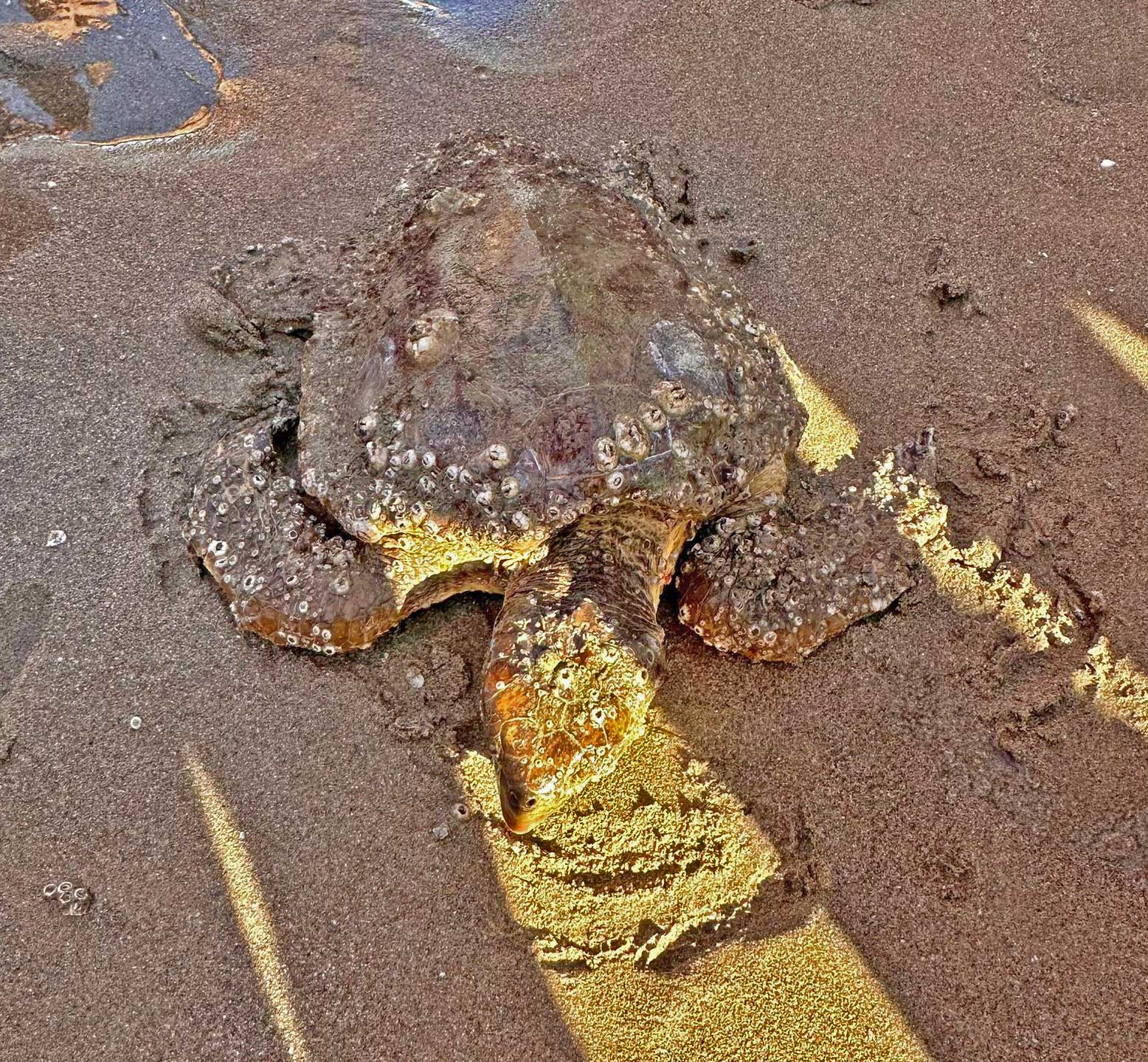 Ancora tartarughe in difficoltà soccorse a Cesenatico