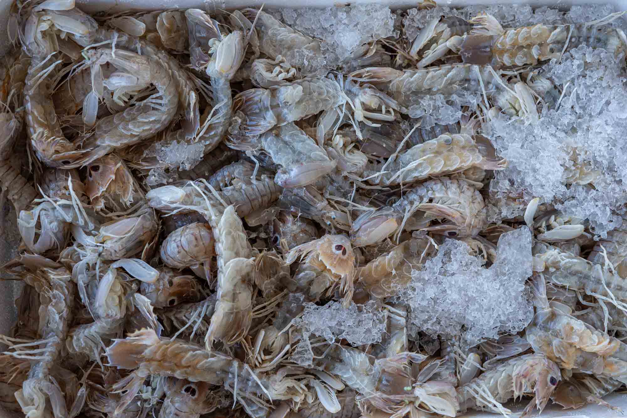 canocchie pesce pesca