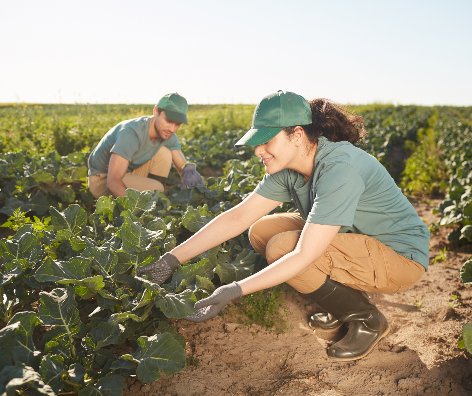 lavoro giovani, lavoro stagionale