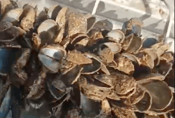 cozze