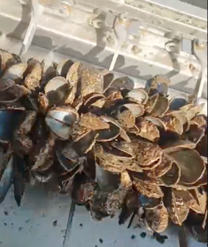 cozze
