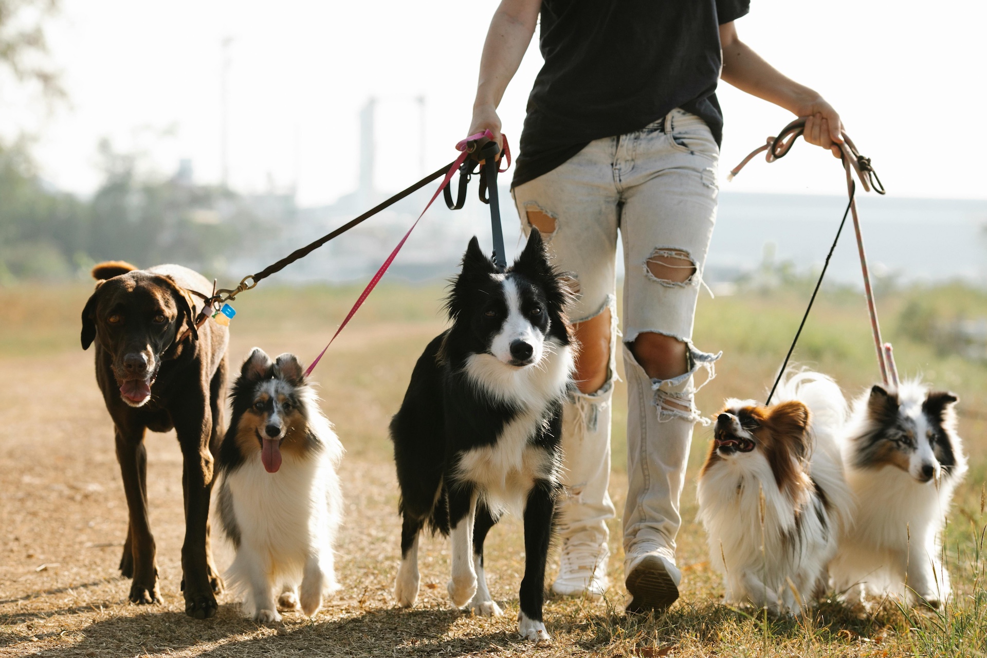 Bolzano, tassa di soggiorno per i cani