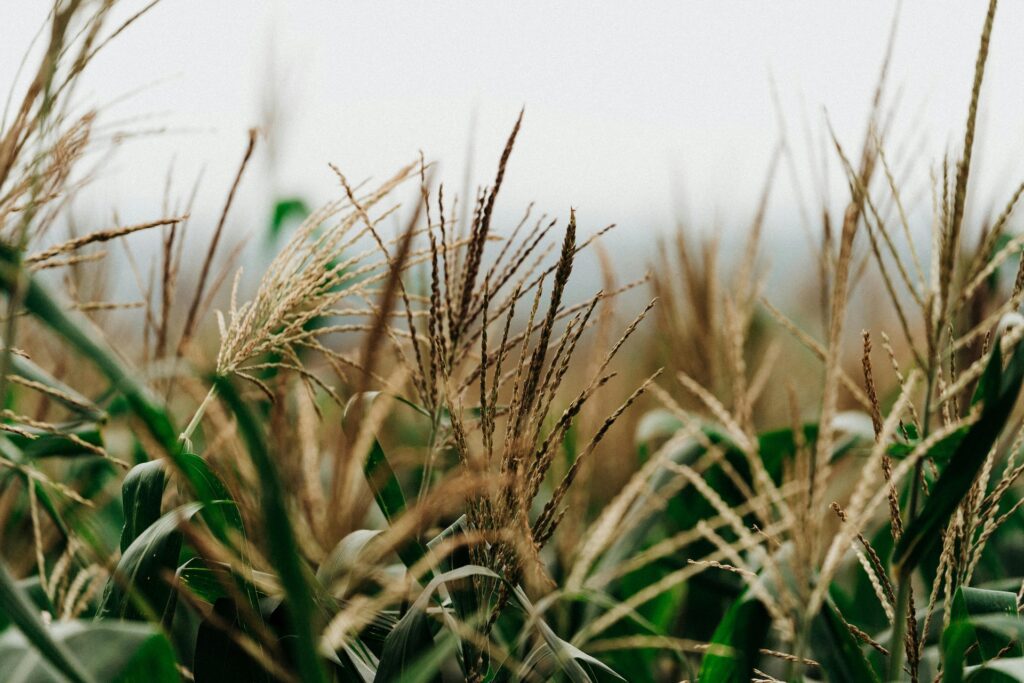 grano