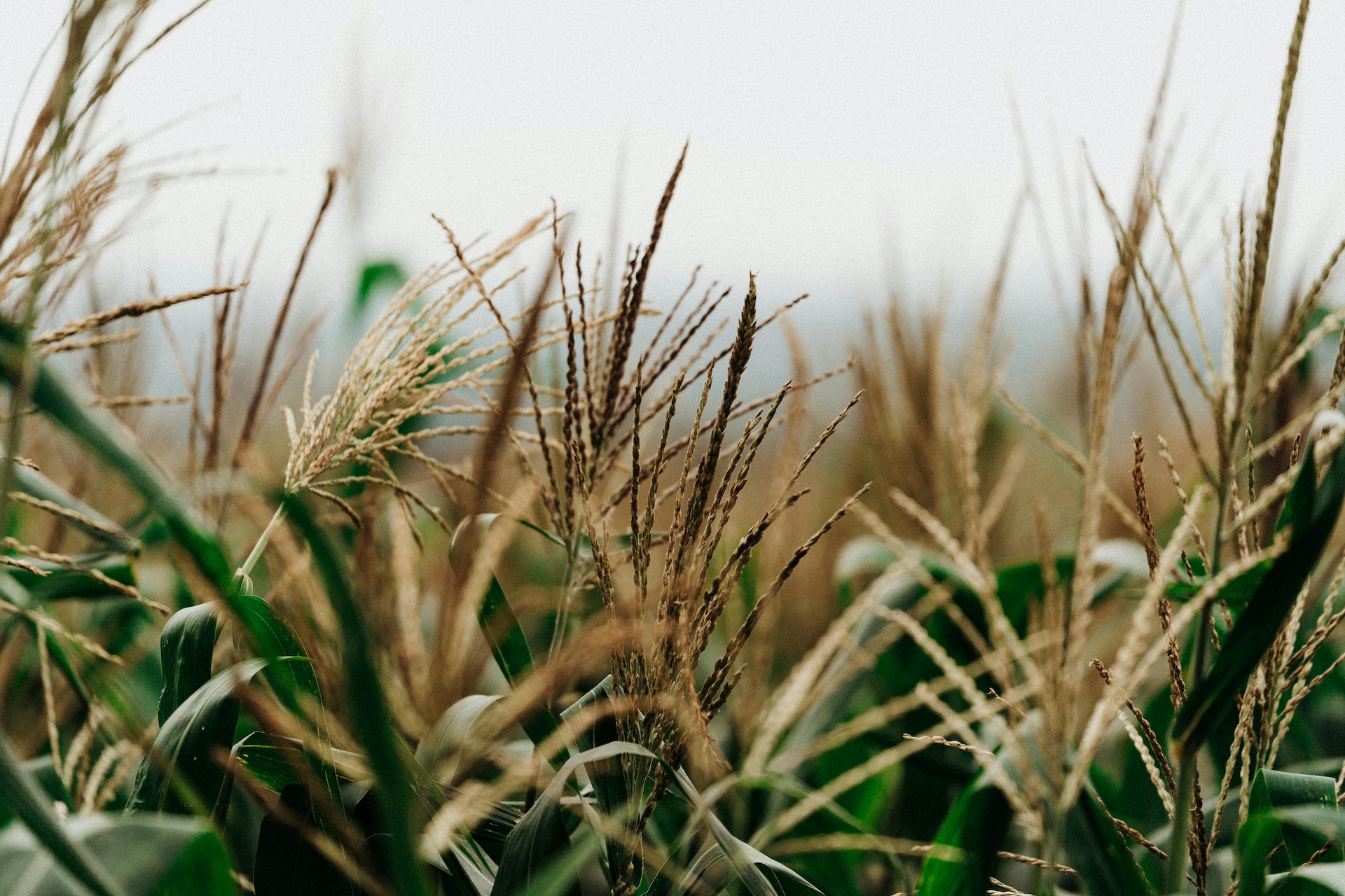 Coldiretti, agricoltori in piazza per il grano