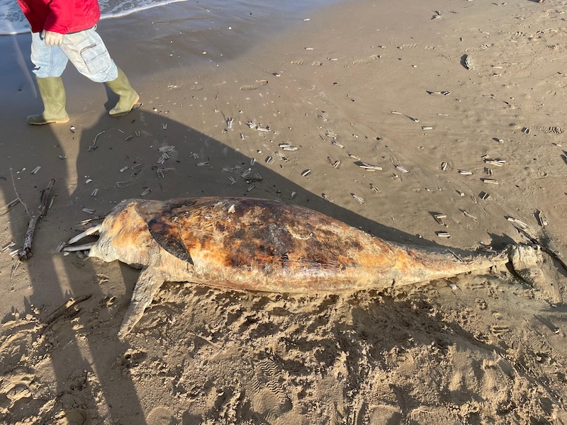 Delfino spiaggiato a Cesenatico: ritrovato senza vita LE FOTO