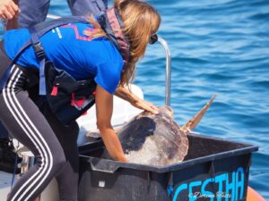tartarughe cesenatico cestha