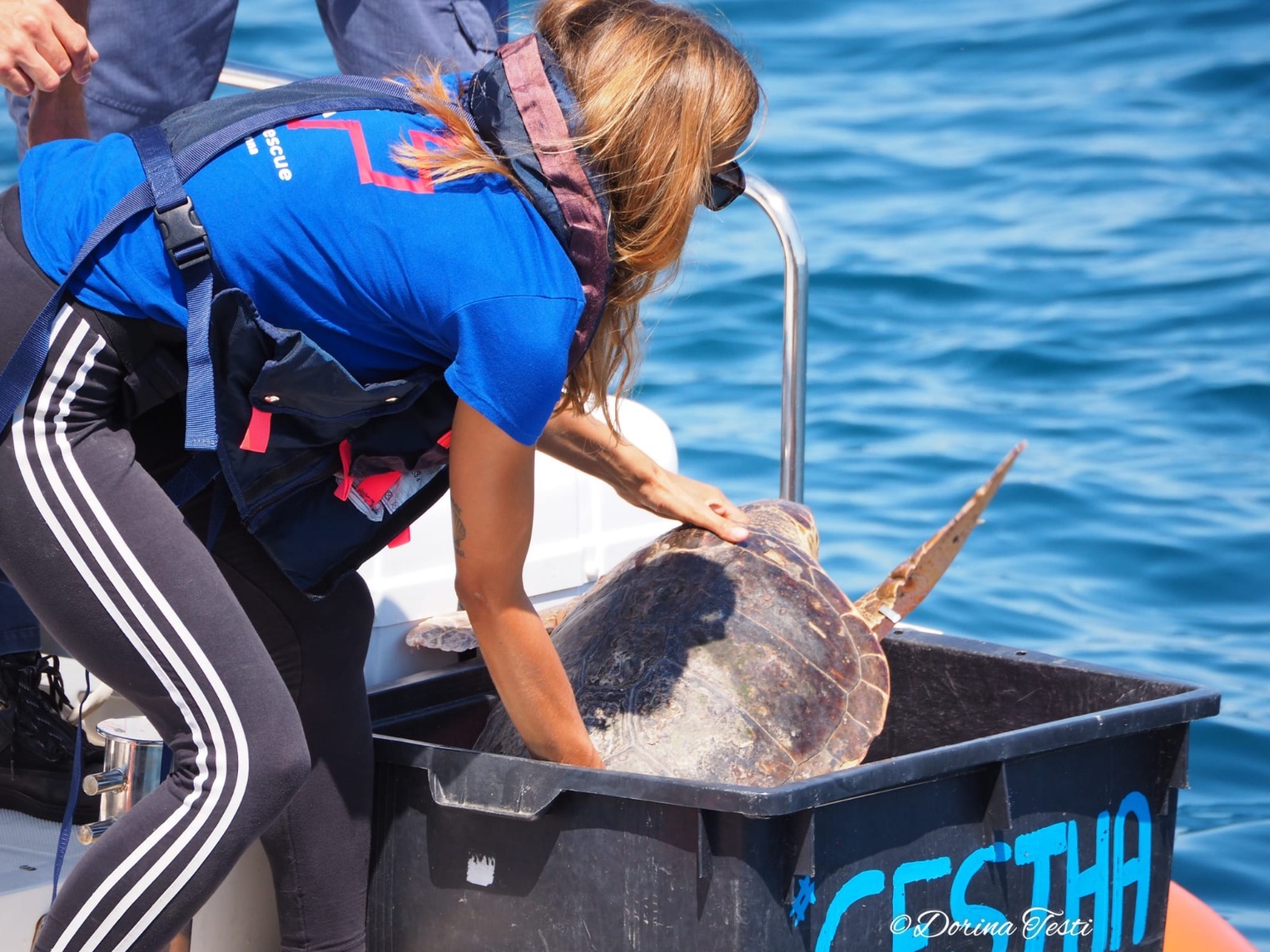 tartarughe cesenatico cestha