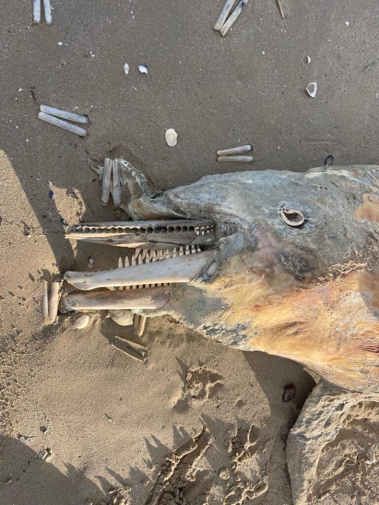 delfino spiaggiato