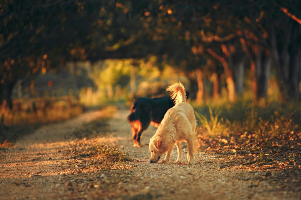 cani