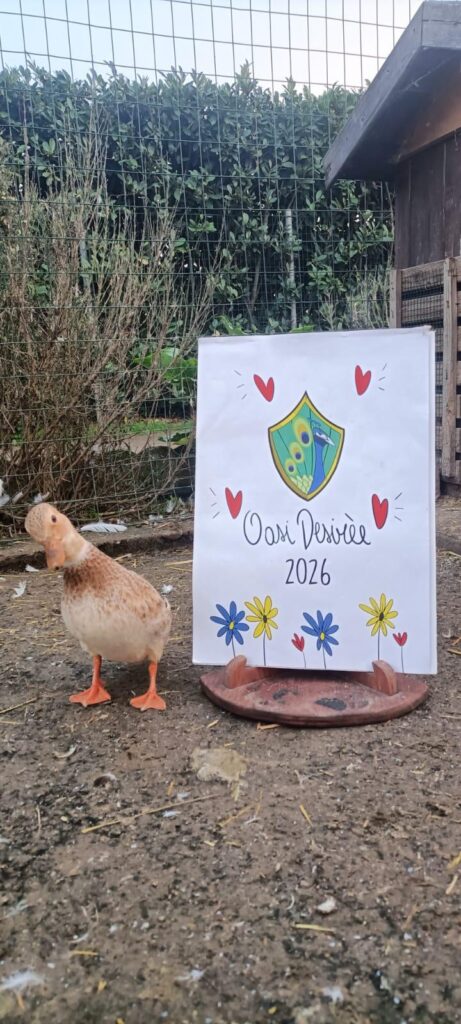 calendario oasi desiree