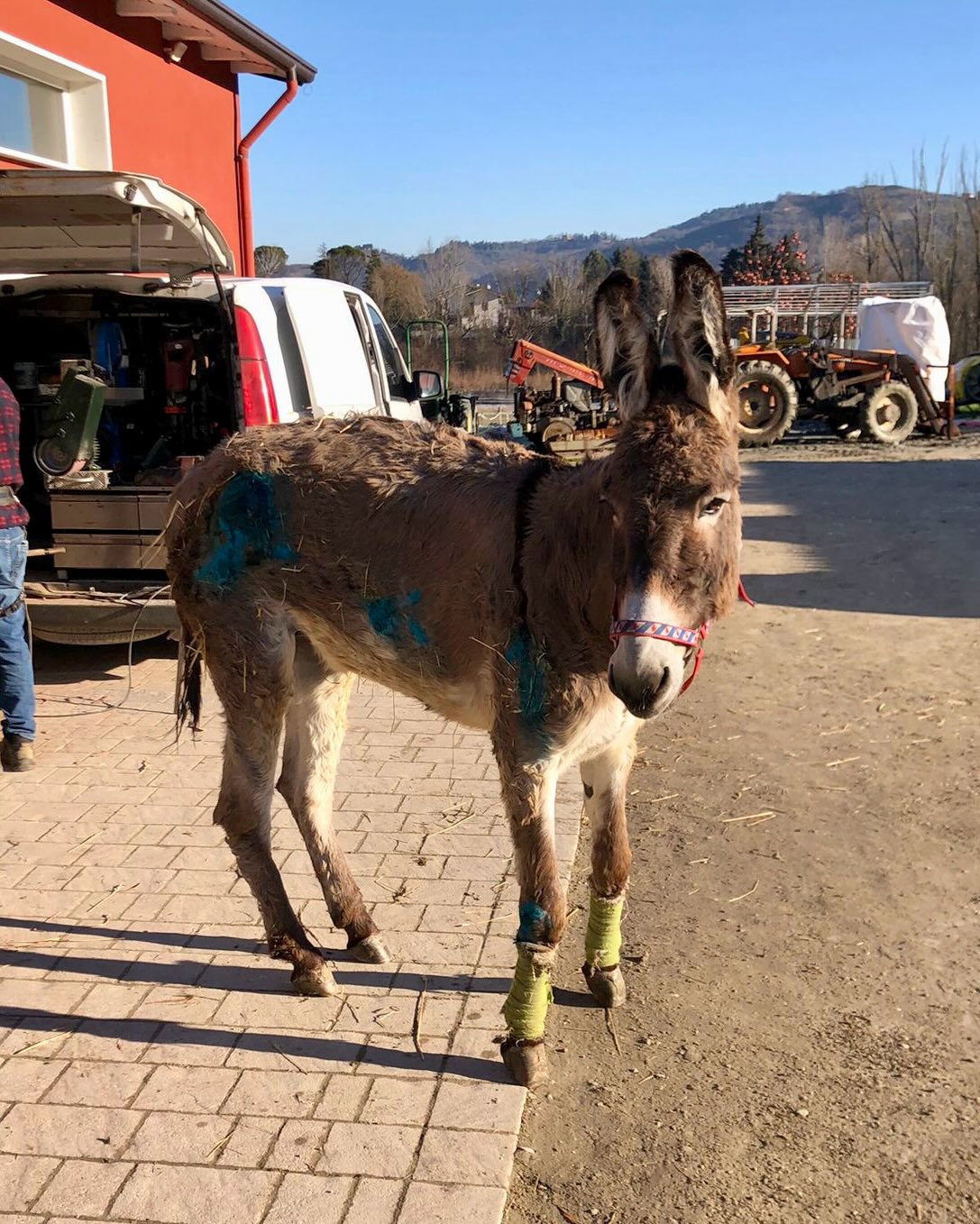 asina frida oasi desiree