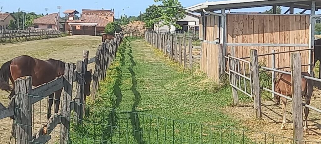 Allevamento - Sapignoli