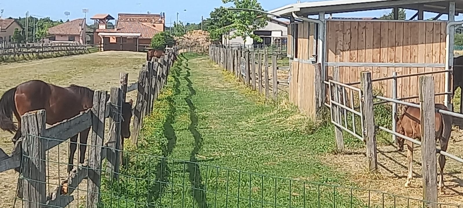 Allevamento - Sapignoli