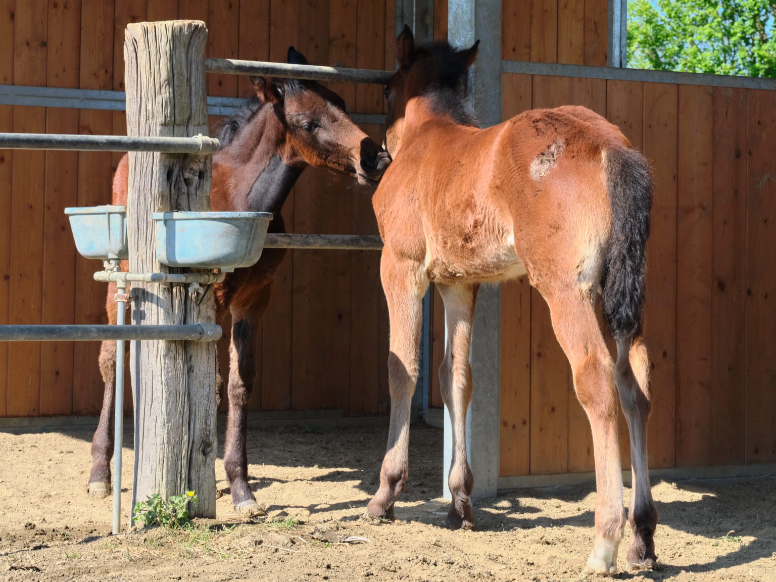 Allevamento - Sapignoli