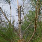 vandali parco ponente