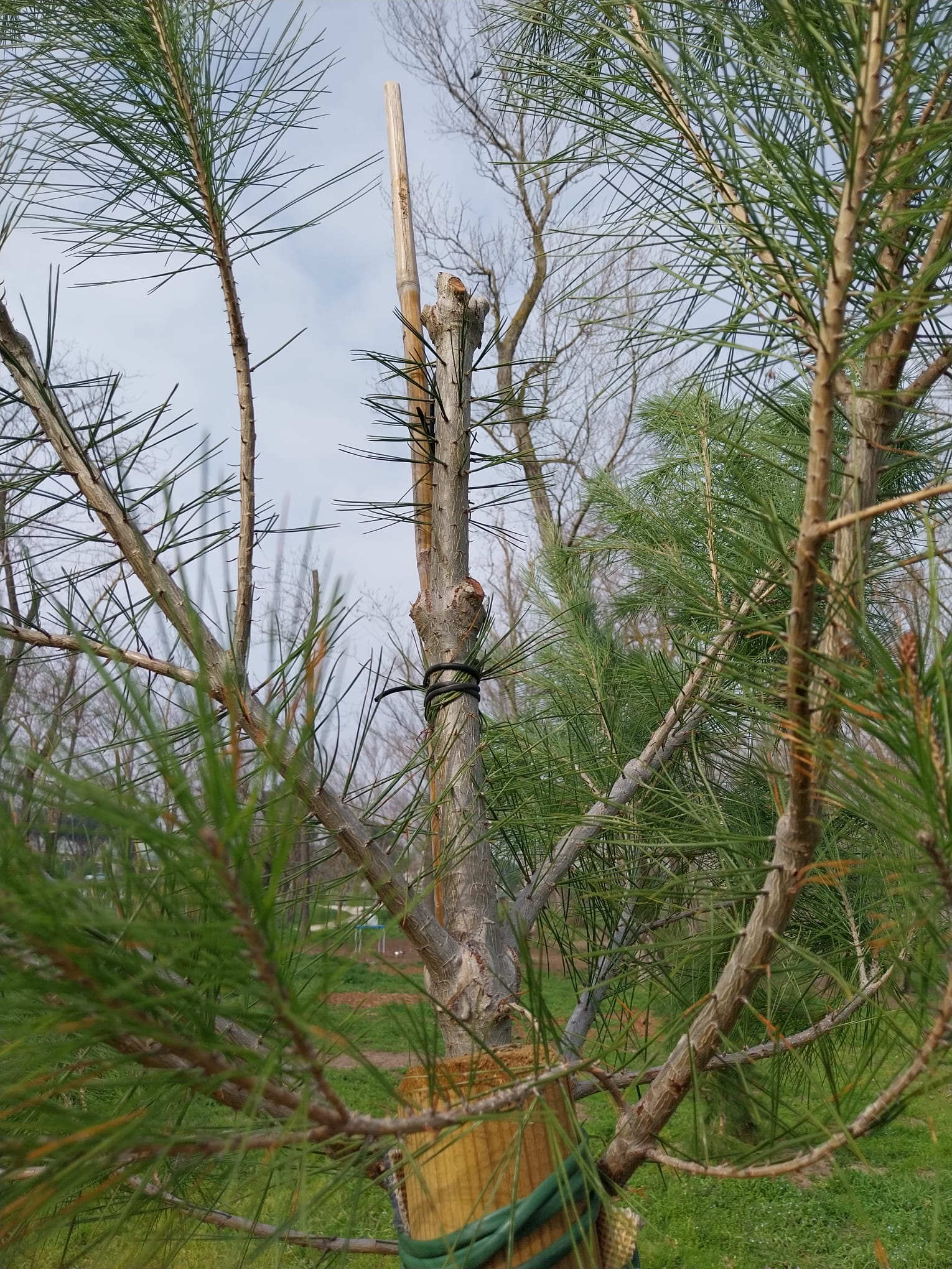 vandali parco ponente