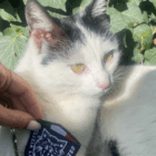 Polizia Locale gatteo