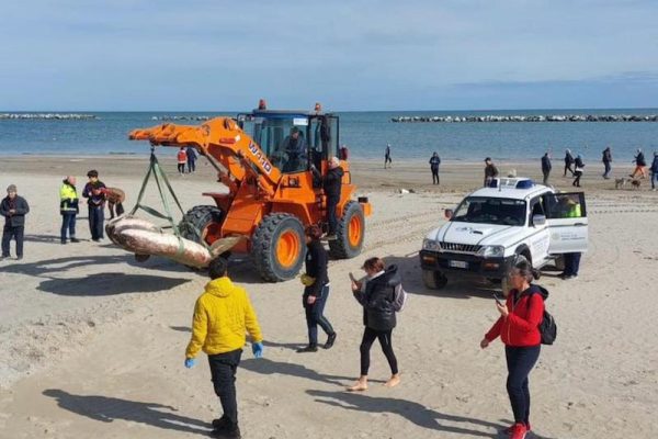 pesce luna cesenatico