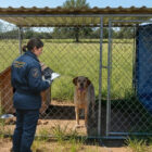guardie zoofile cesenatico