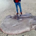 ritrovato pesce luna