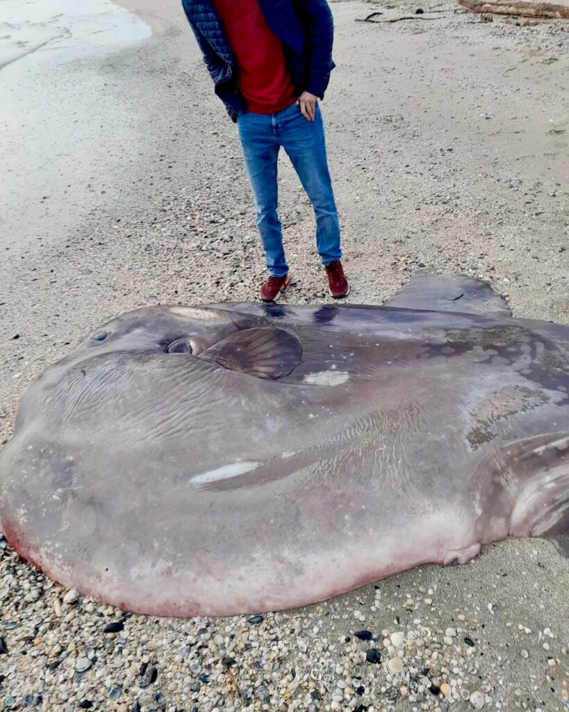 ritrovato pesce luna