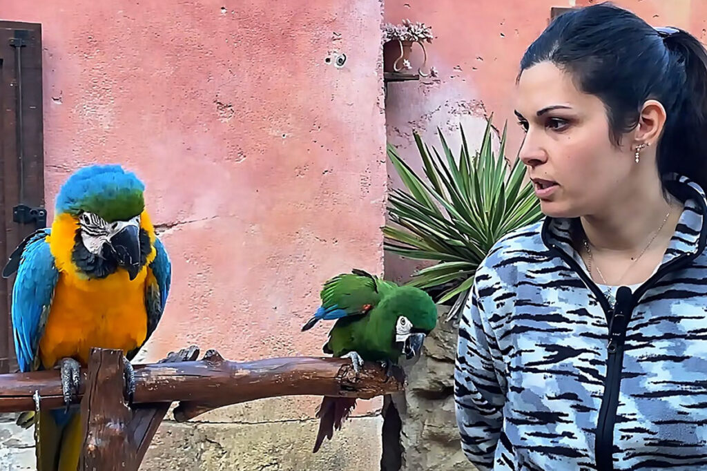 oltremare pappagalli