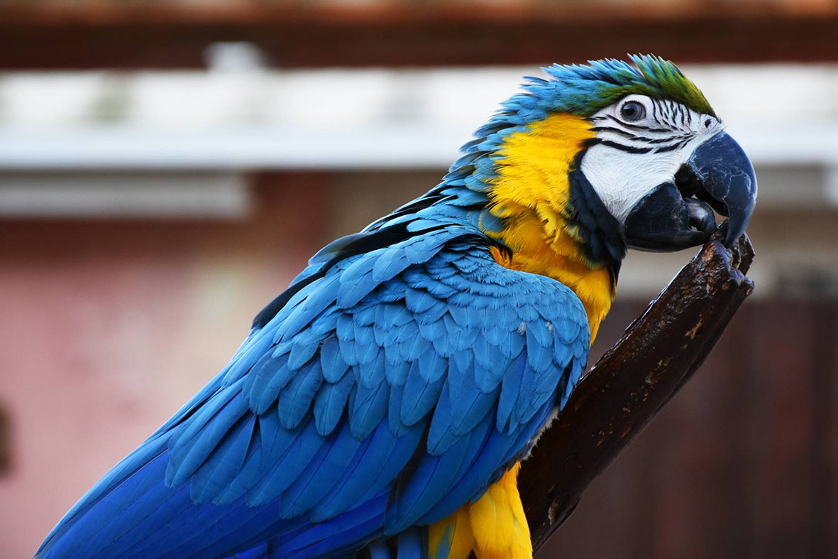 oltremare parrots world