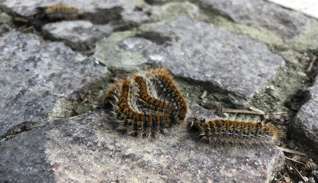 allarme processionaria