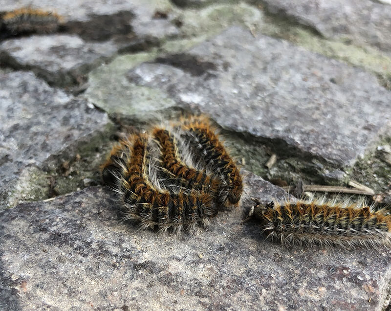 allarme processionaria