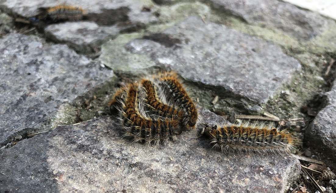 allarme processionaria