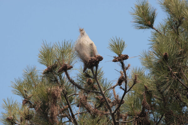 nidi di processionaria in centro allerta processionaria