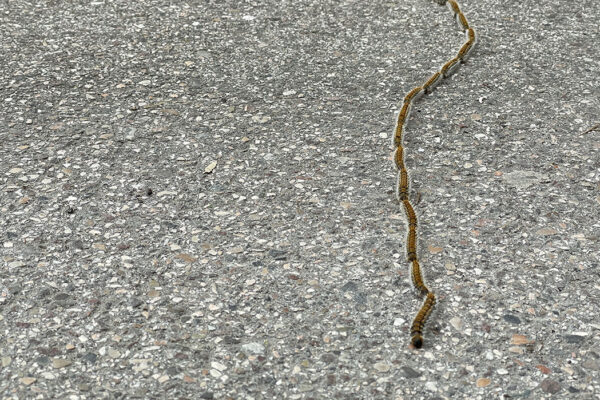 processionaria allerta processionaria