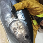 tonno - Madonna delle Grazie e Sirio