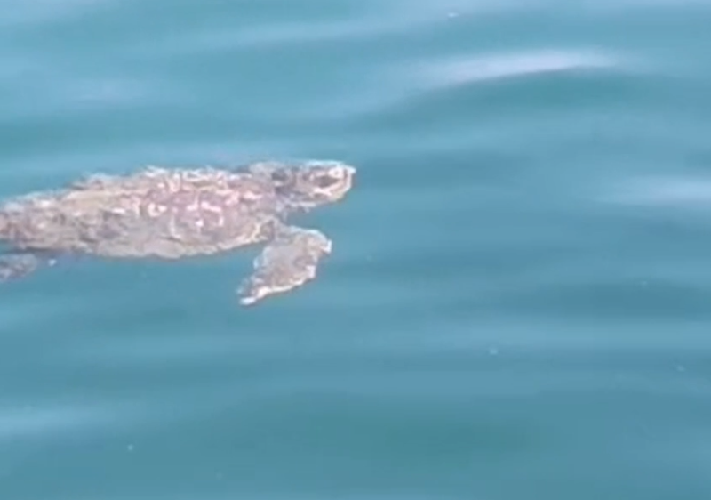 tartaruga Caretta caretta