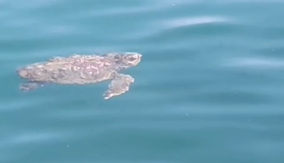 tartaruga Caretta caretta