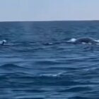 balene - Mirko casadei