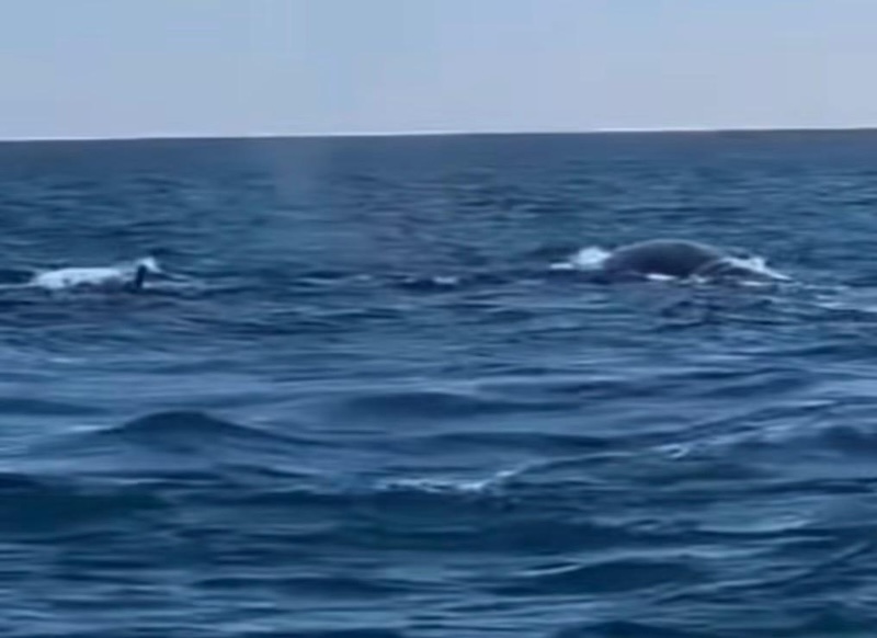 balene - Mirko casadei