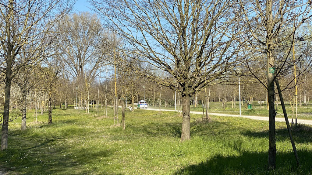 bosco