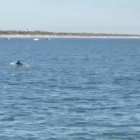delfini a Cesenatico