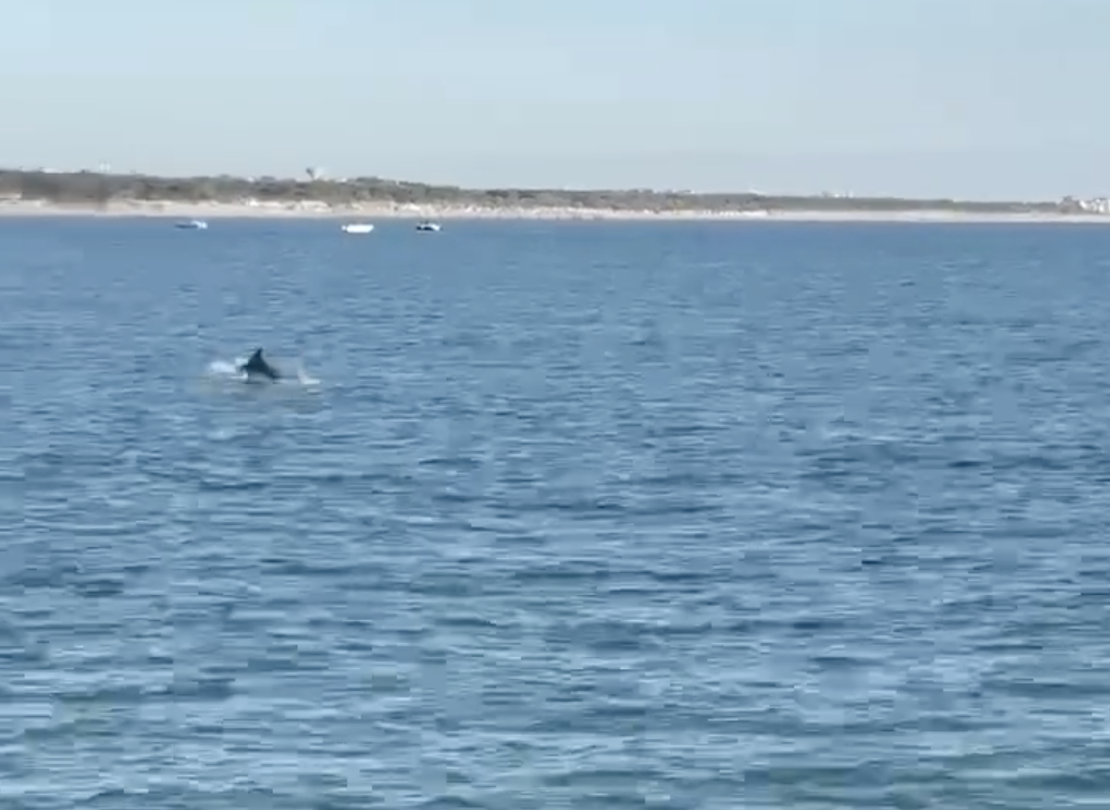 delfini a Cesenatico