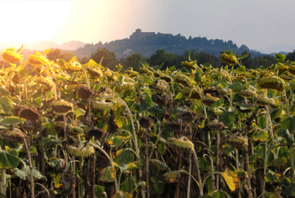allerta meteo caldo cesena