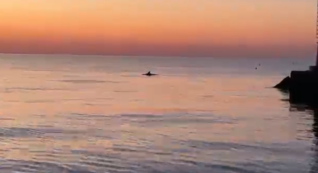 delfini cesenatico