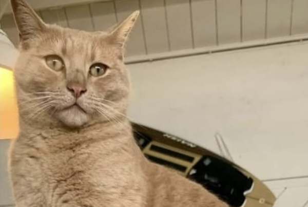 kite gatto mascotte