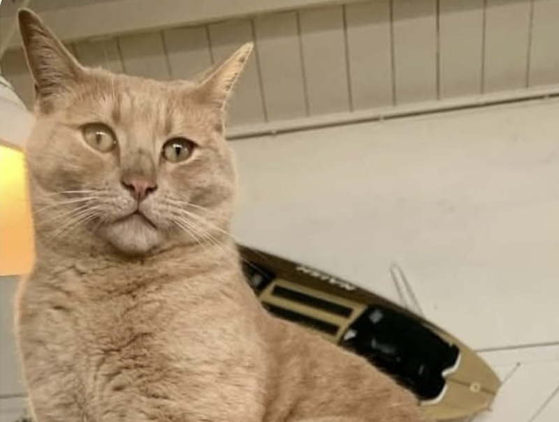 kite gatto mascotte