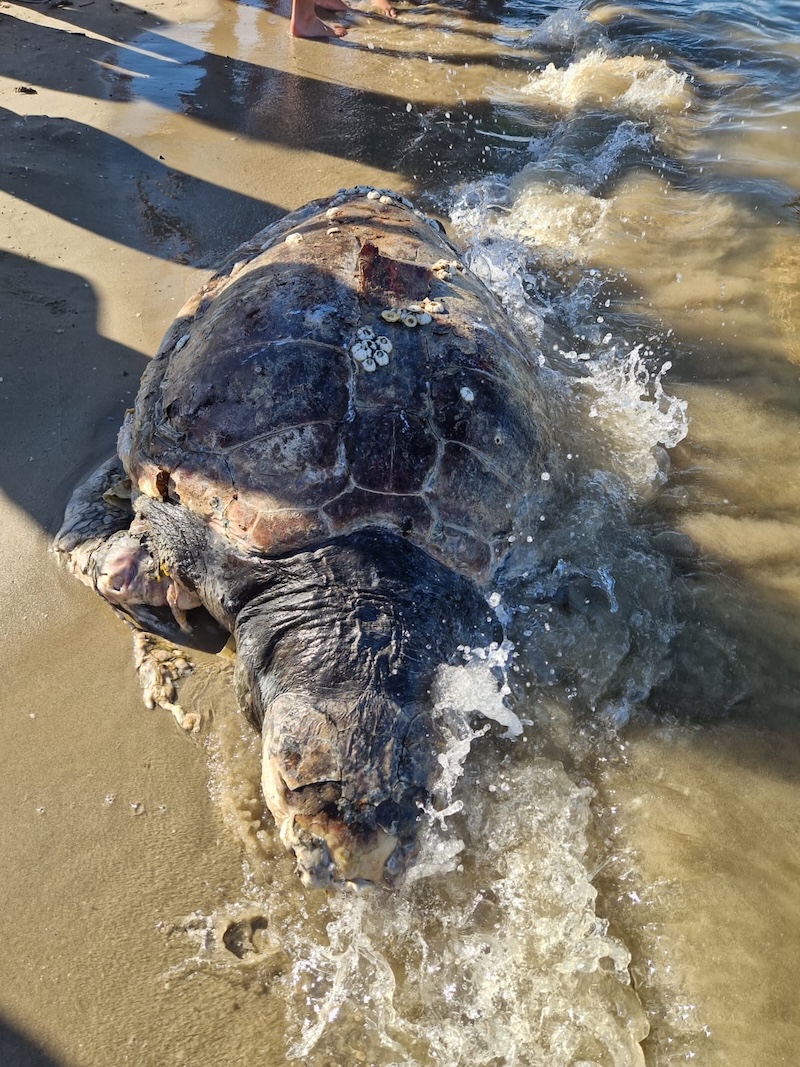 tartaruga